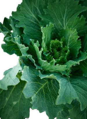 Collard Greens - 16 oz