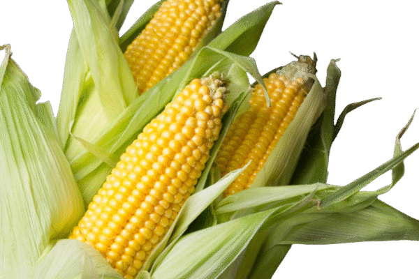 Corn Yellow