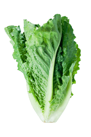 Lettuce Romaine
