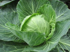 Cabbage Green - Per lb